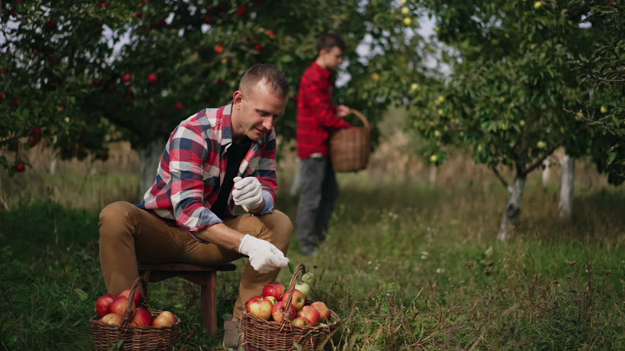 Caucasian farmer checks the apples in the baskets in front of him. Boy collecting apples from tree at backdrop in blur.