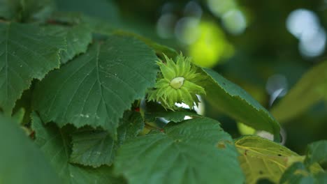 green hazelnut bud on a hazel tree