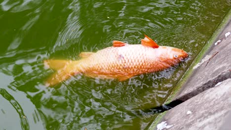 a fish floats lifelessly in green water