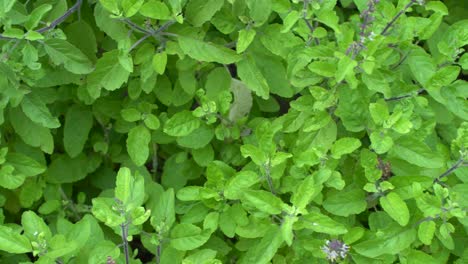 holy basil or tulsi an ayurvedic plant tulsi has been used as a medicine in hindu scriptures since ancient times