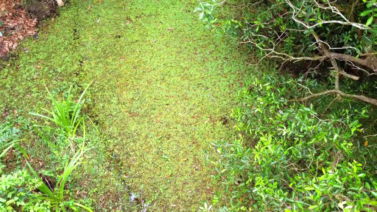 Inquadratura dall'alto di una palude o di uno stagno stagnante completamente coperto da uno spesso strato di lenticchie d'acqua verdi e piante acquatiche, circondato da una lussureggiante vegetazione tropicale e da rami di alberi a strapiombo.