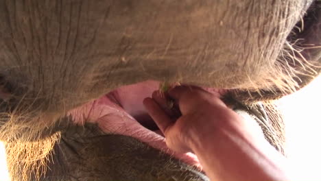 close up of a man feeding a banana to an elephant