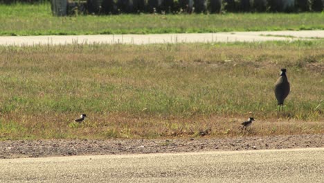 plover de ala de regazo enmascarado y dos pollitos bebé caminando al lado de la carretera, el coche pasa