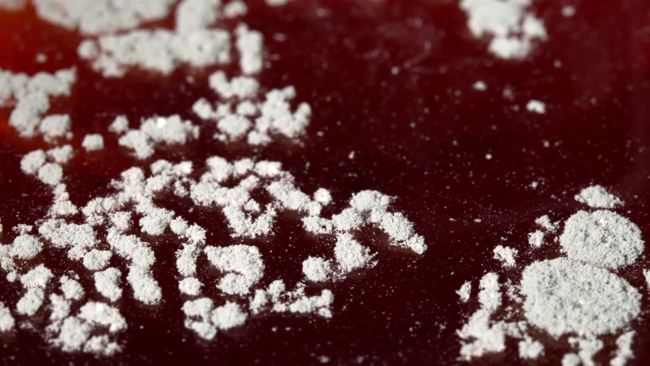 Several spots of mold appear on Diet Coke, with a white surface developing on the red drink.