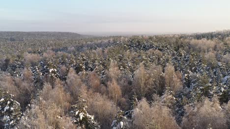 Aéreo:-Volando-Sobre-El-Bosque-Iluminado-Del-Amanecer-Brillante-En-Invierno