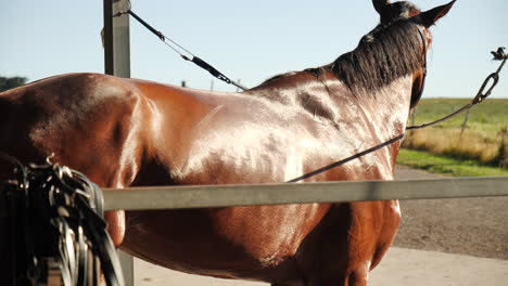 pelaje de caballo brillando a la luz dorada del sol