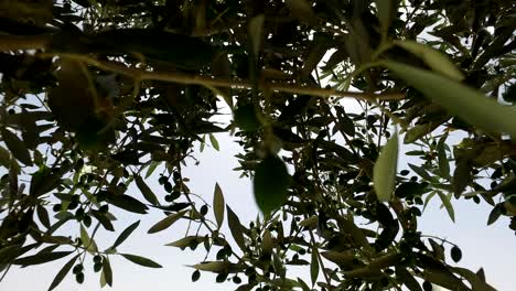 branches extending from olive tree