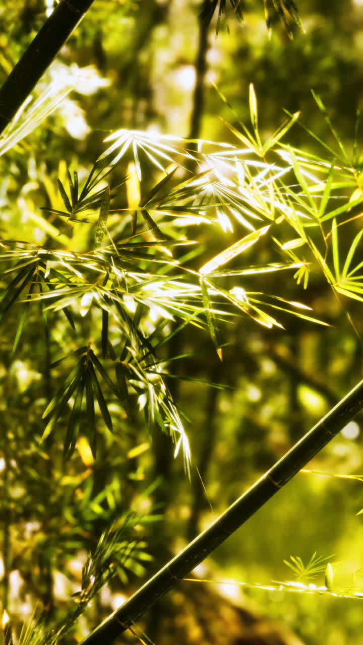 un primer plano de las plantas de bambú en un bosque exuberante