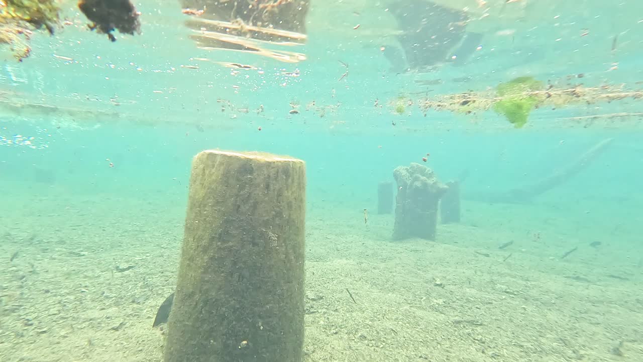 나무 줄기 를 가진 수중 호수 장면