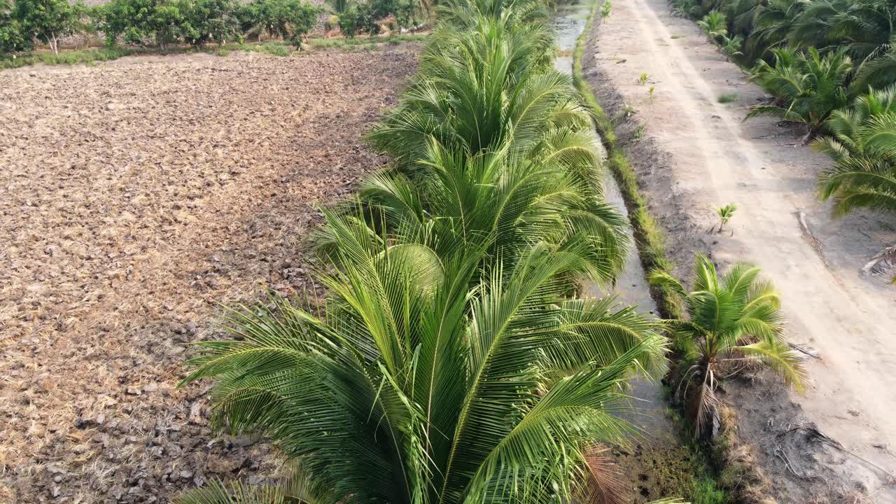 공중 전망 드론이 큰 코코 ⁇  숲 위를 날아다니고 있다