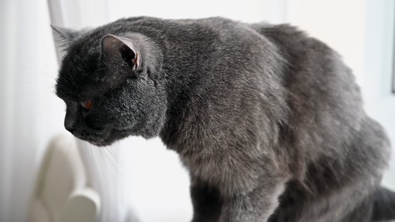 Close up of a grey British shorthair cat with orange eyes sitting near a window