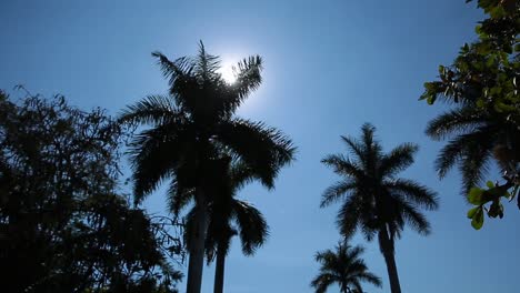 palm tree and sunshine