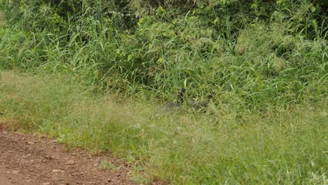 Grupo-De-Gallinas-De-Guinea-Crestadas-Cruzando-Un-Camino-De-Tierra-Hacia-El-Monte