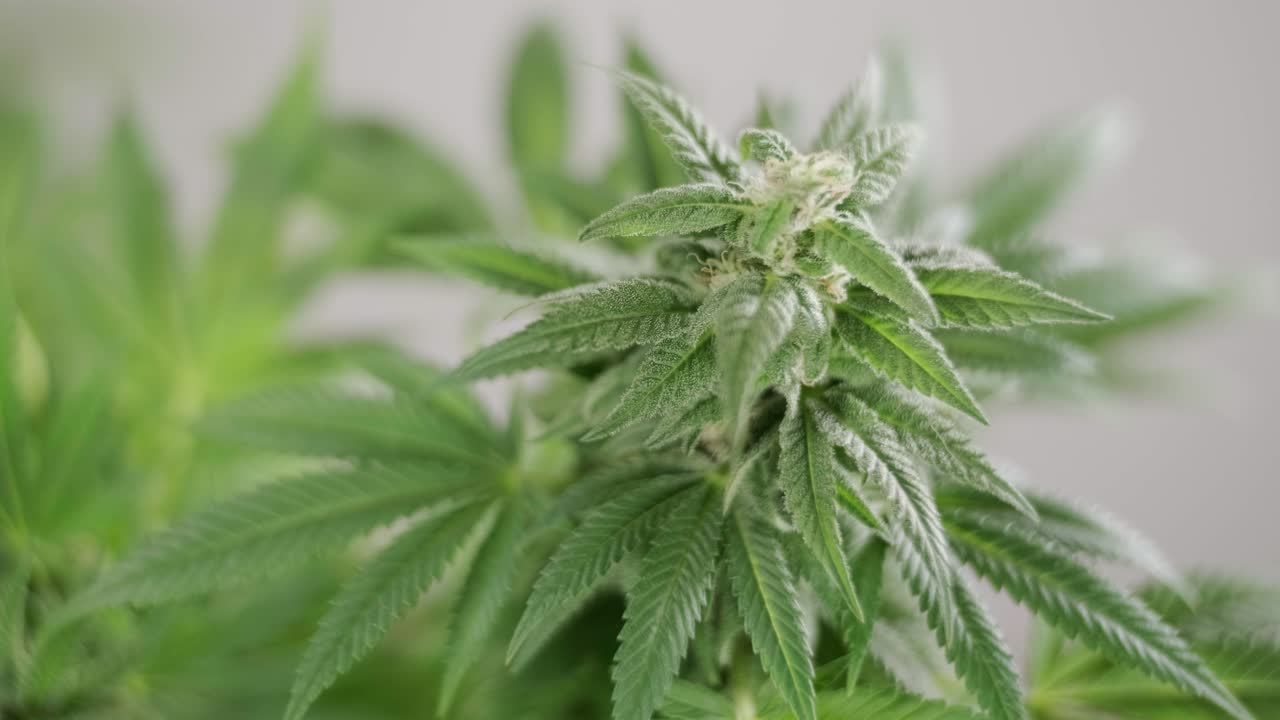 la floración del cannabis, el cultivo orgánico de cannabis para uso médico en el campo de la marihuana.