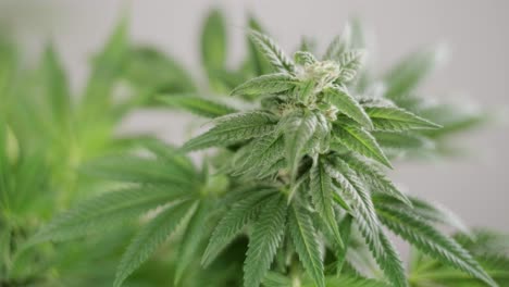 la floración del cannabis, el cultivo orgánico de cannabis para uso médico en el campo de la marihuana.