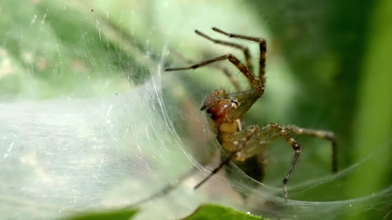 Macro slow motion footage of a spider crawling inside its intricate silk web