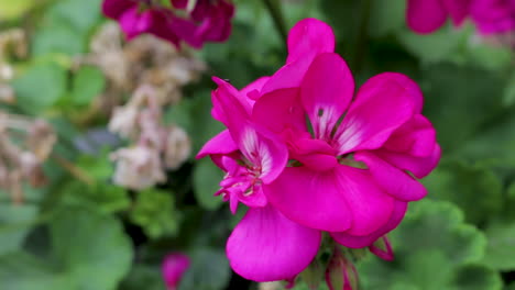 cerca de una hermosa flor de geranio rosa que crece afuera