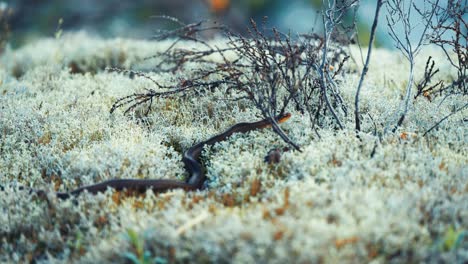 a small black snake lays on the soft white lichen and basks in the sun