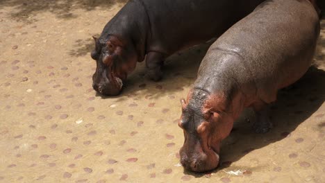 wild life animal cute hippopotamus, live in the river, lake of southern sahara desert