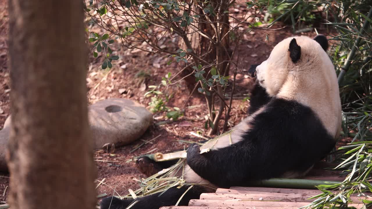 panda gigante se relaja en el suelo masticando bambú