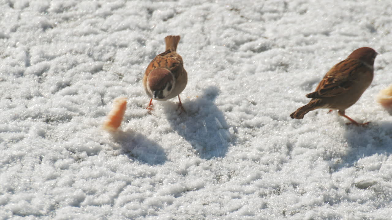 A small bird searches for food on a snowy surface by a frozen lake. Bright sunlight illuminates the scene, creating a sparkling effect on the snow