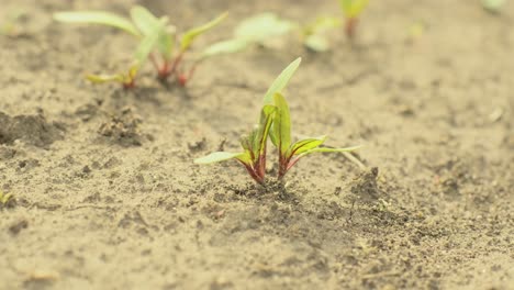 beet field. little beet sprouts on the farm. young green sprouts on black ground. delicate little leaves. sprout beet seeds. shoots of red beet.