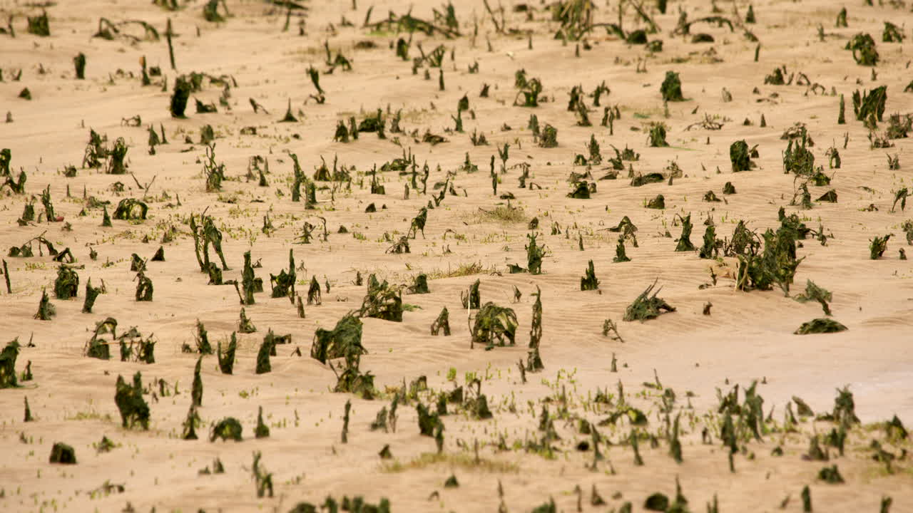 링컨셔 주 루스 (louth) 의 솔트플리트 (saltfleet) 해변 에 있는 해조류 어리 들 의 중간