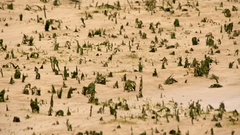 mid-shot-of-seaweed-stumps-on-a-beach-at-Saltfleet,-Louth,-Lincolnshire