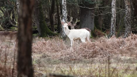 Hirschherde-Im-Neuen-Wald,-Clip-19