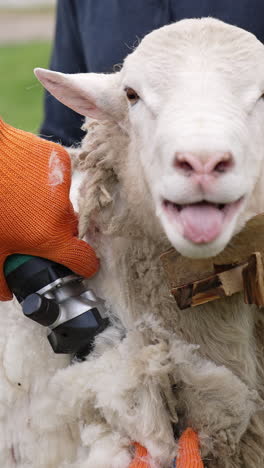 sheep shearing