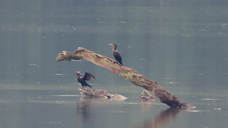 unos comorants sentados en una rama muerta en medio de un lago