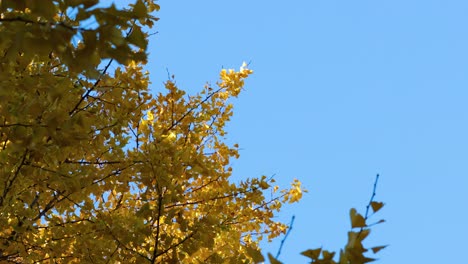 golden leaves against a clear blue sky