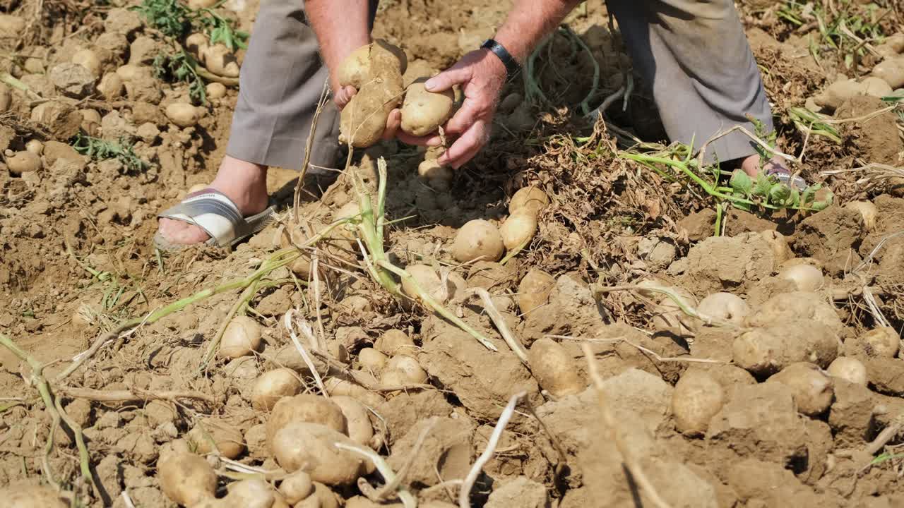 trabajador agrícola de recolección de patatas. agricultores de cosecha de patatas que recogen patatas orgánicas frescas