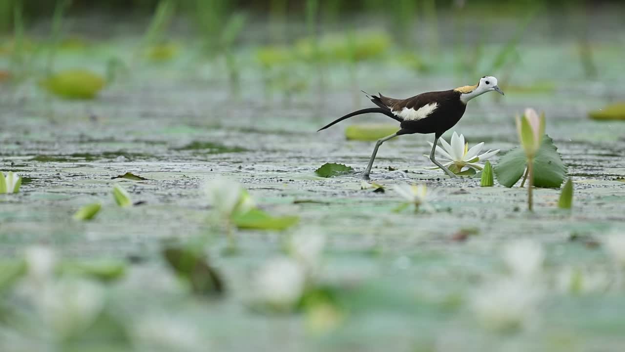 Pheasant-tailed Jacana walks over lily leaves in calm morning wetland