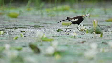pheasant-tailed jacana walks over lily leaves in calm morning wetland