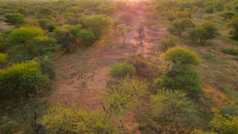 vuelo de bajo nivel sobre las copas de los árboles en la sabana sudafricana al atardecer