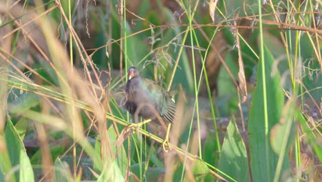 Gallinule-Púrpura-Caminando-A-Lo-Largo-Del-Tallo-En-Los-Everglades-Del-Sur-De-Florida