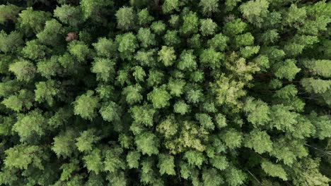 aerial view of a lush green forest