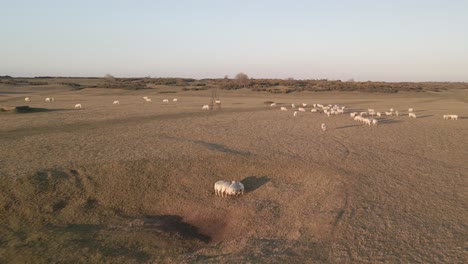 Leute-Von-Schafen,-Die-An-Einem-Sonnigen-Tag-Auf-Dem-Weiten-Grasland-In-Irland-Weiden