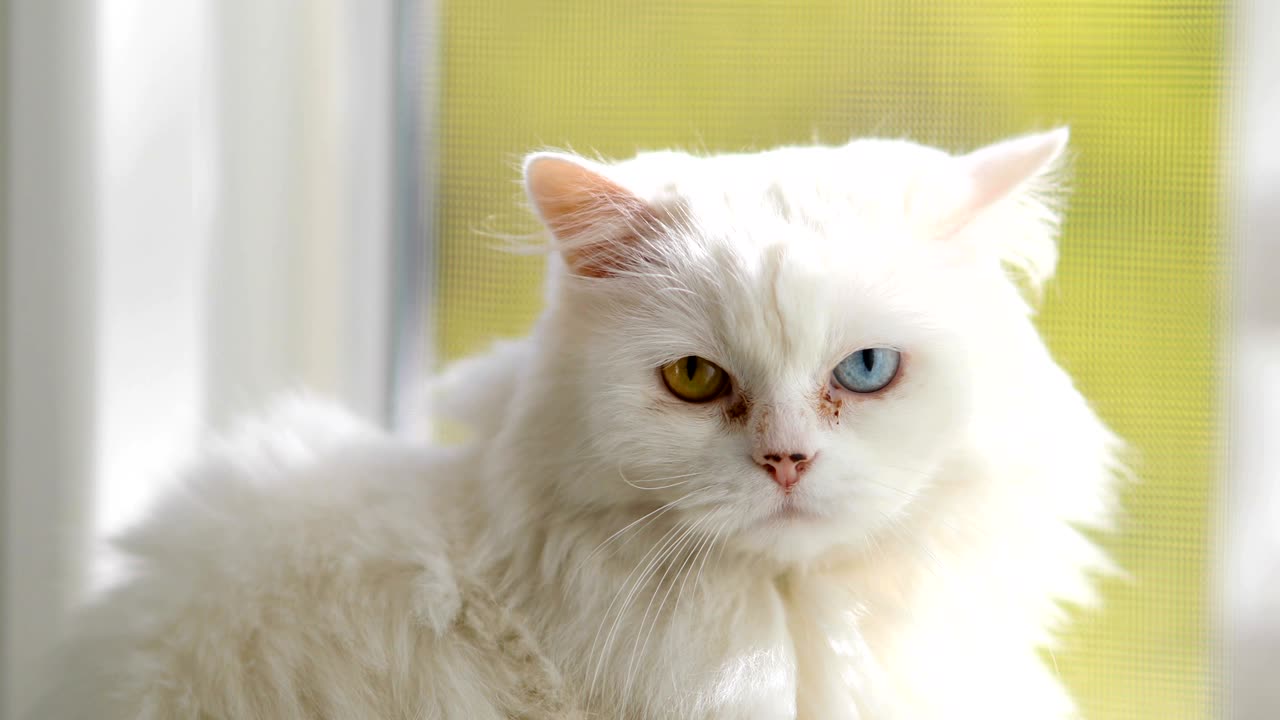 un gato doméstico con heterocromía completa. un gato blanco con ojos de diferentes colores está sentado junto a la ventana.