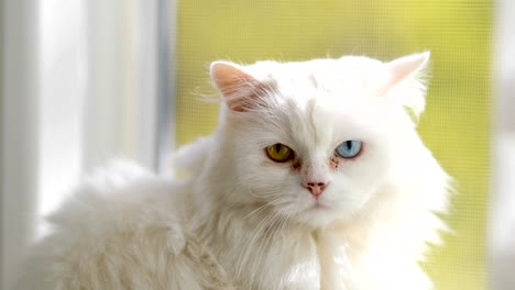 domestic cat with complete heterochromia. white cat with different colored eyes is sitting by the window.