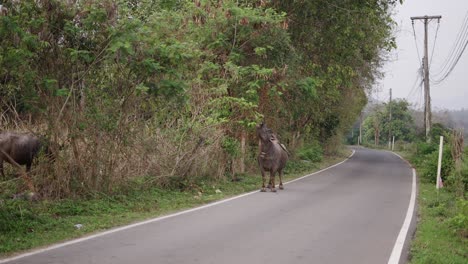 water buffaloes on a rural road