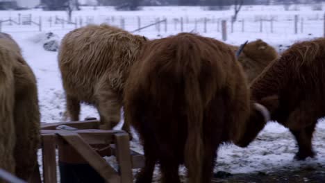 Hochlandbullenherde,-Die-Im-Winter-Zwischen-Ihnen-Spielt