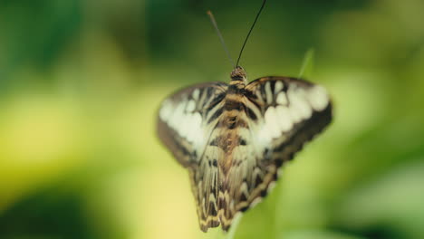 una mariposa se sienta en una rama de hoja al sol