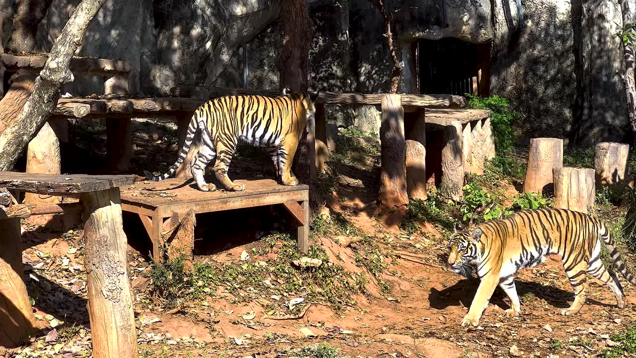호랑이가 코라트 동물원에서 서식지를 탐험합니다.