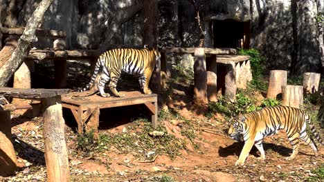 tiger explores its habitat at korat zoo