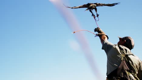 man training a falcon eagle