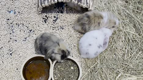lovely bunny, easter fluffy white bunnies, adorable rabbit in a cage. easter bunnies. close-up of a rabbit