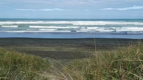 inside the grassy dunes of muriwai beach on new zealand's east coast