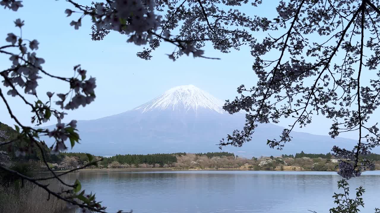 Lake Tanuki view with blooming cherry blossoms, snow-capped Mount Fuji in the background